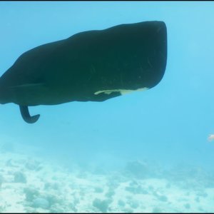 CGS18 - Under the Sea (Vaesark Comics) image 055